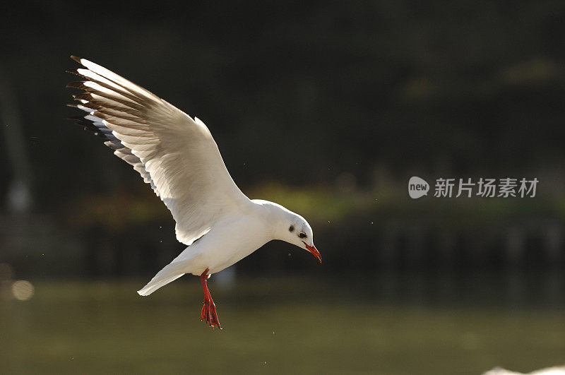 海鸥,Larus ridibundus